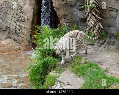 Ein weißer Tiger herumstreichen in seiner realistischen, aber eingesperrt Gehäuse in Busch Gardens, Florida, USA Stockfoto