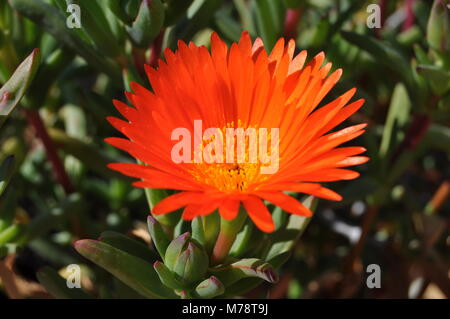 Orange Mittagsblume Blüten (Schwein Gesicht, Orange glühen, Trailing ice-Werk). Lampranthus aurantiacus Blumen, Elche, Spanien. Stockfoto