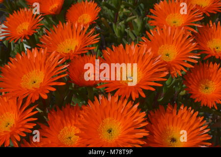 Orange Mittagsblume Blüten (Schwein Gesicht, Orange glühen, Trailing ice-Werk). Lampranthus aurantiacus Blumen, Elche, Spanien. Stockfoto