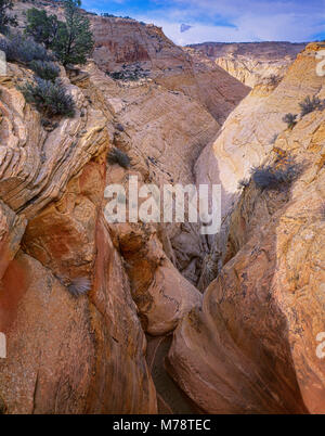 Tod Hohl, Grand Staircase-Escalante National Monument, Utah Stockfoto