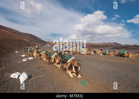 Lanzarote, Spanien - 12. Februar 2018: Kamele in der Vulkanlandschaft im Nationalpark Timanfaya ruhend, Lanzarote, Kanarische Inseln, Spanien. Stockfoto