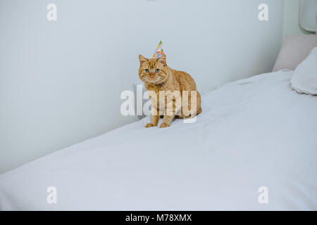 Rote Katze in einer festlichen Kappe mit glücklichen Gesicht Stockfoto