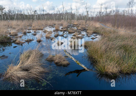 Die Wooldse Veen ist ein Naturpark auf der südöstlichen Seite der Gemeinde Winterswijk an der Grenze zu Deutschland. Dieser Torf Moorgebiet bildet eine si Stockfoto