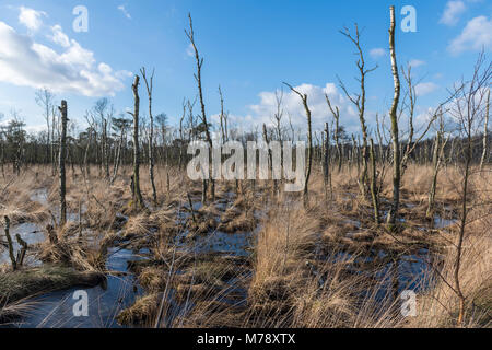 Die Wooldse Veen ist ein Naturpark auf der südöstlichen Seite der Gemeinde Winterswijk an der Grenze zu Deutschland. Dieser Torf Moorgebiet bildet eine si Stockfoto