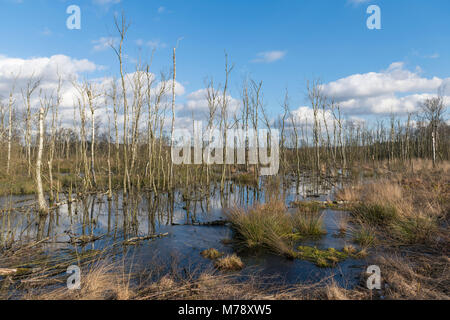 Die Wooldse Veen ist ein Naturpark auf der südöstlichen Seite der Gemeinde Winterswijk an der Grenze zu Deutschland. Dieser Torf Moorgebiet bildet eine si Stockfoto