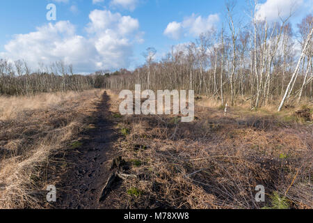 Die Wooldse Veen ist ein Naturpark auf der südöstlichen Seite der Gemeinde Winterswijk an der Grenze zu Deutschland. Dieser Torf Moorgebiet bildet eine si Stockfoto