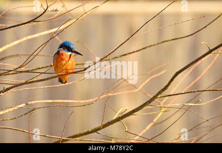 Eisvogel (Alcedo atthis) in einem Garten - Garten Zaun aus Fokus hinter. Kent (Lose Dorf, in der Nähe von Maidstone) UK. Januar Stockfoto