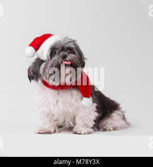 Weihnachten Shih Tzu Hund niedliche Zunge mit Weihnachtsmütze Stockfoto