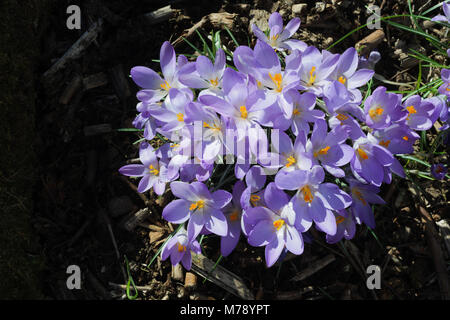 Crocus tommasinianus Wachsen im Garten Grenze unter Sträuchern, und Mulchen von Holzhackschnitzel. Stockfoto