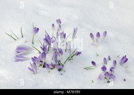 Lila Blüten von Crocus tommasinianus zeigt oben eine leichte Schneedecke. Einbürgerung in Garten Grenze. Ende Februar Stockfoto