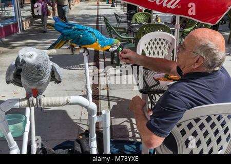 Ältere Kunden mit zwei Papageien in Sidewalk Cafe im Main Street Mall in Grand Junction, Colorado, USA Stockfoto