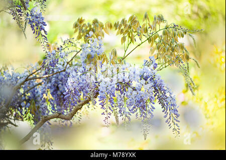 - Nahaufnahme Bild der Wisteria sinensis auch als Chinesische Wisteria und Chinesische Gartenbohne bekannt Stockfoto