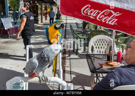 Ältere Kunden mit zwei Papageien in Sidewalk Cafe im Main Street Mall in Grand Junction, Colorado, USA Stockfoto