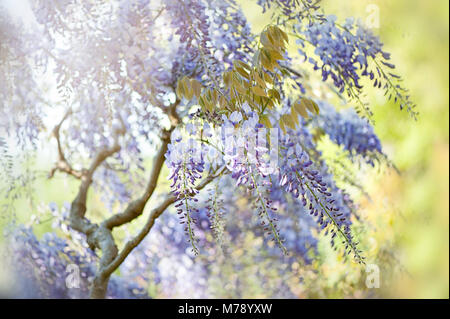 - Nahaufnahme Bild der Wisteria sinensis auch als Chinesische Wisteria und Chinesische Gartenbohne bekannt Stockfoto