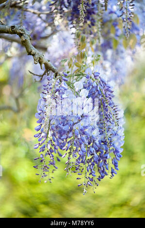 - Nahaufnahme Bild der Wisteria sinensis auch als Chinesische Wisteria und Chinesische Gartenbohne bekannt Stockfoto