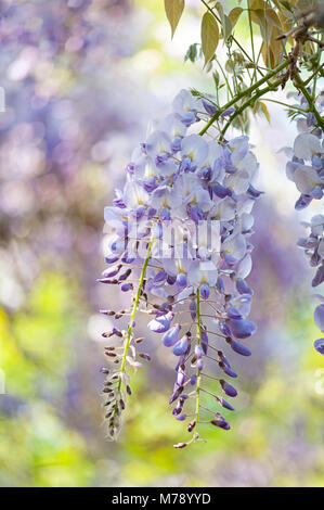 - Nahaufnahme Bild der Wisteria sinensis auch als Chinesische Wisteria und Chinesische Gartenbohne bekannt Stockfoto