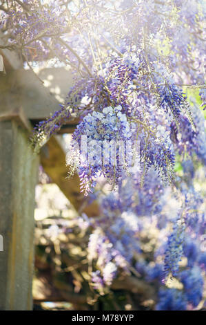 - Nahaufnahme Bild der Wisteria sinensis auch als Chinesische Wisteria und Chinesische Gartenbohne bekannt Stockfoto