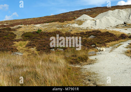 Blick in den Wicklow Mountains, Irland Stockfoto