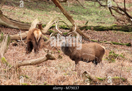 Roter Hirsch Reh in einen englischen Park (Cervus Elaphus) Stockfoto