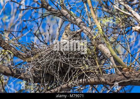 Weibliche Großhorneule (Bubo virginianus) in einem Nest im Catalina State Park, Arizona Stockfoto