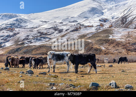 Eine zottelige Kühe, Rinder und yaks Weiden vor dem Hintergrund der schneebedeckten Berge, die nach dem ersten Schnee im Herbst Stockfoto