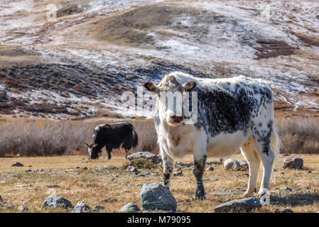 Ein shaggy Kuh und Yak weiden Vor dem Hintergrund der schneebedeckten Berge, die nach dem ersten Schnee im Herbst Stockfoto