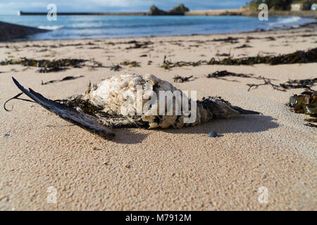 Eine tote Seevögel an der Küste auf einem Strand in Jersey, Channel Islands Stockfoto