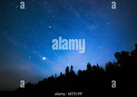 Sterne leuchten über die Bäume bei Nacht Stockfoto