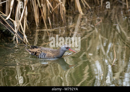 Wasserralle (Rallus Aquaticus) Schwimmen Stockfoto