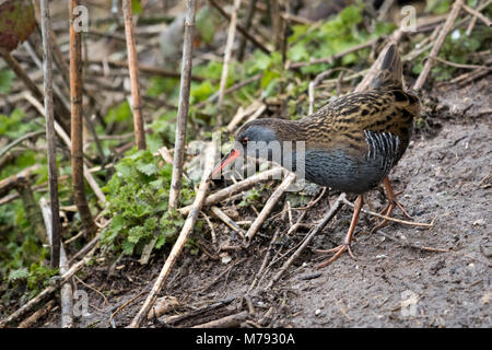 Wasserralle (Rallus Aquaticus) Futter für Lebensmittel Stockfoto