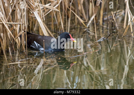 Sumpfhuhn (Gallinula chloropus) aus Schilf Stockfoto