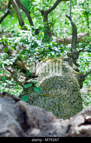 Gefallen alte Eiche in das zweimal jährlich erscheinende Mode-Special woods Stockfoto