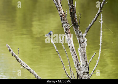 Eine white-throated Schlucken (Argynnis albigularis) in einem Baum gehockt Stockfoto