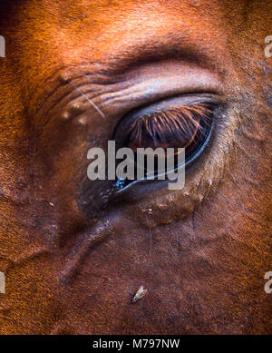 Pferd und fliegen Stockfoto