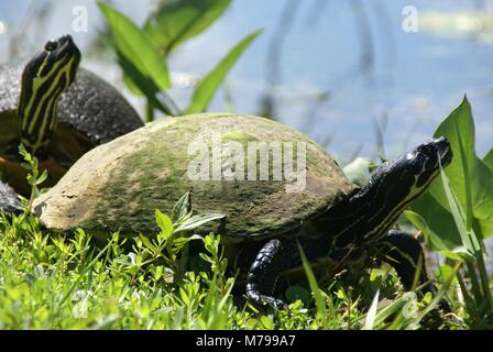 Florida Red-bellied cooter oder Florida redbelly Schildkröte in Everglades Florida USA Stockfoto