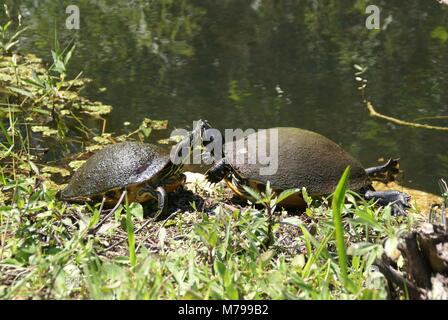 Florida Red-bellied cooter oder Florida redbelly Schildkröte in Everglades Florida USA Stockfoto