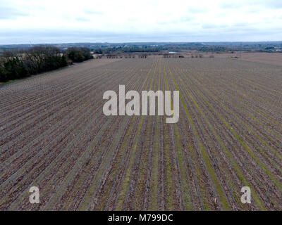 Antenne Drohne abgeschossen, mit Blick auf die Weinfelder in einem Kent Weinberg im Winter und Frühjahr beginnt Stockfoto