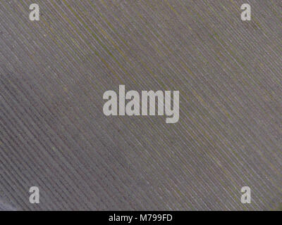 Antenne Drohne abgeschossen, mit Blick auf die Weinfelder in einem Kent Weinberg im Winter und Frühjahr beginnt Stockfoto