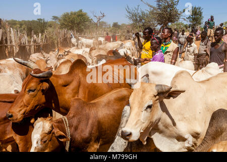 Junge Hamar Männer, Kauf und Verkauf von Vieh bei der wöchentlichen Stammes- Markt in Dimeka, Omo Valley, Äthiopien Stockfoto