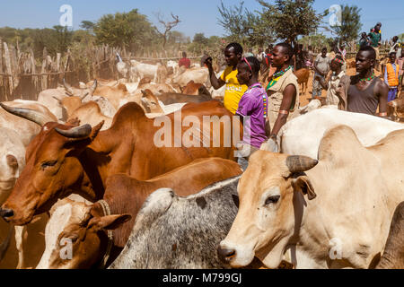 Junge Hamar Männer, Kauf und Verkauf von Vieh bei der wöchentlichen Stammes- Markt in Dimeka, Omo Valley, Äthiopien Stockfoto