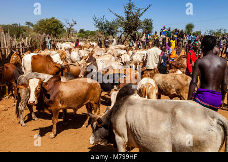 Junge Hamar Männer, Kauf und Verkauf von Vieh bei der wöchentlichen Stammes- Markt in Dimeka, Omo Valley, Äthiopien Stockfoto