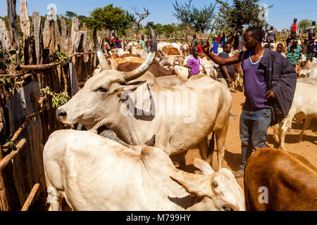 Junge Hamar Männer, Kauf und Verkauf von Vieh bei der wöchentlichen Stammes- Markt in Dimeka, Omo Valley, Äthiopien Stockfoto