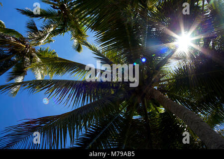 Coconut Palm Tree von unten mit Sonne scheint durch die Äste während der schönen sonnigen warmen Tag in Fidschi Insel. Stockfoto