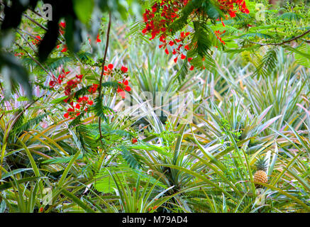 Ein Bild von Ananas wächst wild auf Fidschi Insel. Kleine rote Blüten hängen von oben im Vordergrund. Stockfoto