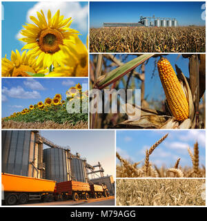 Collage von Fotografien landwirtschaftliche Nutzpflanzen in landwirtschaftlich genutzte Gebiet bereit, in landwirtschaftlichen Getreidesilos geerntet und gelagert werden. Stockfoto