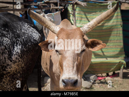 Kuh mit langen Hörner auf dem Markt, Oromo, Sambate, Äthiopien Stockfoto