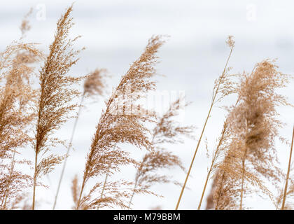 Nahaufnahme des trockenen Rispe Reed im Winter weißen Hintergrund Stockfoto