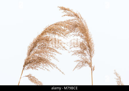 Nahaufnahme des trockenen Rispe Reed im Winter weißen Hintergrund Stockfoto