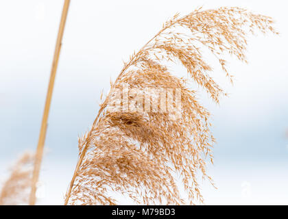 Nahaufnahme des trockenen Rispe Reed im Winter weißen Hintergrund Stockfoto