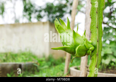 Dragon Obstbau, aber die Ameisen sind kommt der nagenden Schäden zu beißen. Stockfoto